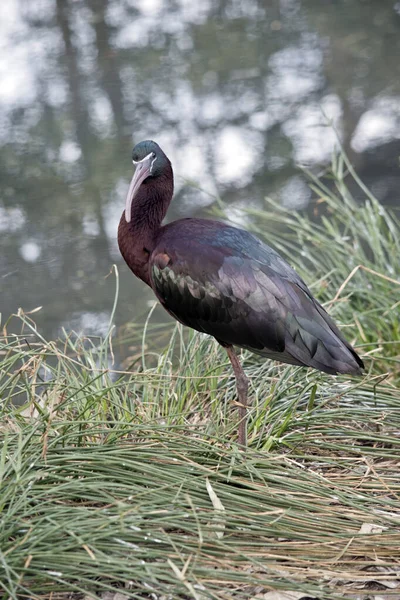 Fényes Ibis Egy Gázoló Madár Hosszú Rózsaszín Csőrrel — Stock Fotó