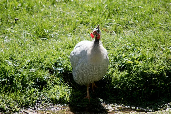 Helmeted Guinea Fowl Has White Spots Grey Body Red Beak — Stock Photo, Image