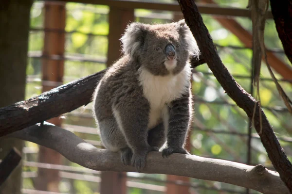 Der Koala Hat Eine Große Nase Und Flauschige Ohren — Stockfoto