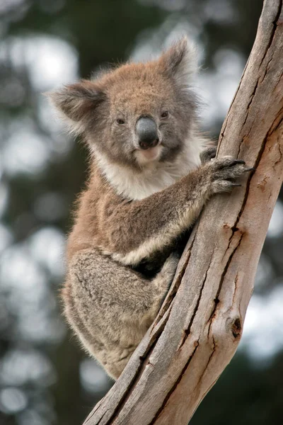 Joey Koala Hónapos Anyja Meghalt Bokortűzben — Stock Fotó
