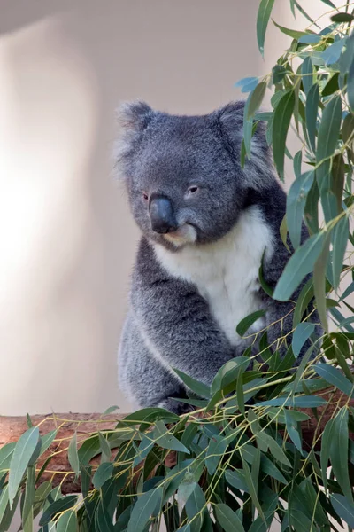 the koala is about to eat gum leaves