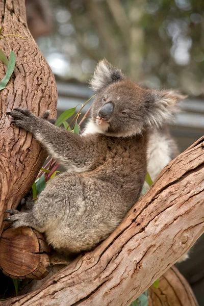 Koala Egy Fán Pihen — Stock Fotó