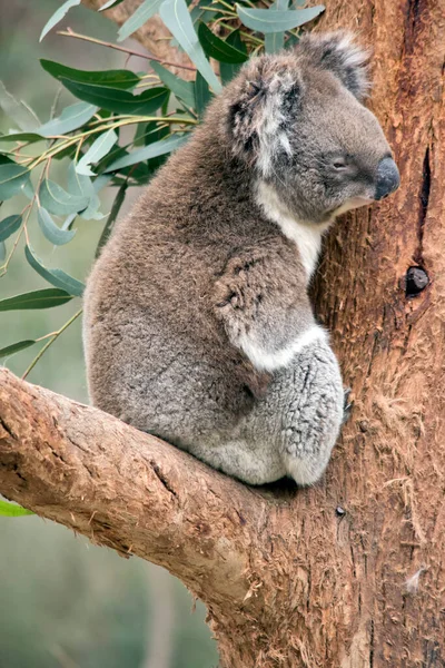 Koala Marsupiale Carino Con Grande Naso Nero Orecchie Morbide — Foto Stock