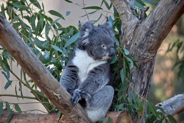 Koala Est Assis Fourche Arbre — Photo