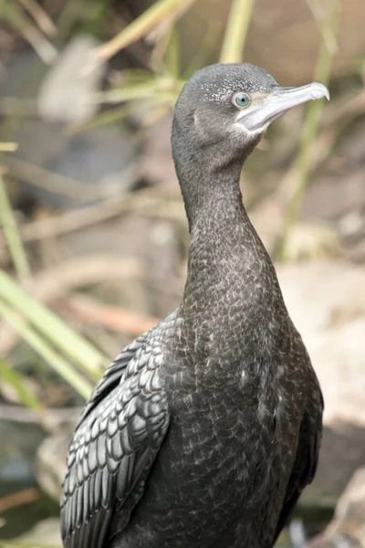 Petit Cormoran Noir Est Oiseau Mer Noir Aux Pieds Palmés — Photo