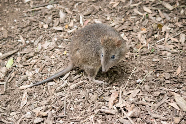 Potoroo Nariz Longo Está Procura Comida Sob Galhos — Fotografia de Stock