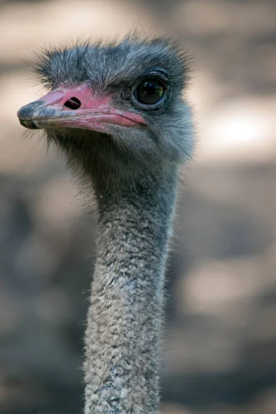 Close Ostrich — Stock Photo, Image