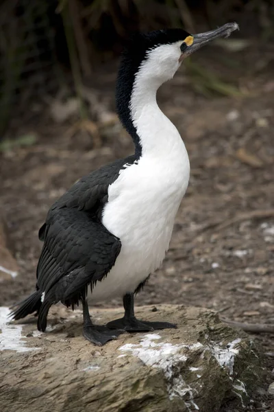 Gepied Aalscholver Een Zwart Witte Zeevogel Het Paarseizoen Hij Krijgt — Stockfoto