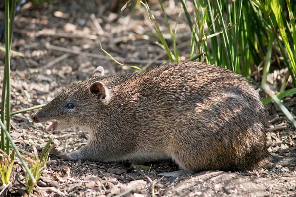 Dlouhý Nos Potoroo Jsou Velmi Přátelské Bude Jíst Ruky — Stock fotografie