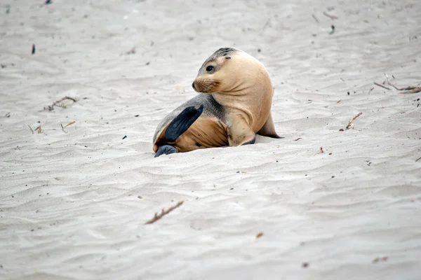 Sea Lion Pup Grey White Black Eyes Black Flippers — Stock Photo, Image