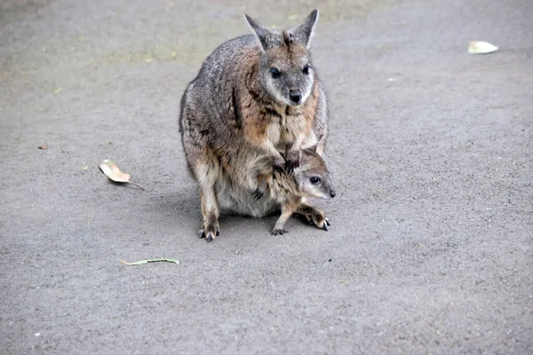 Tammar Wallaby Mostly Grey Rufous White Stripe Its Face — Stock Photo, Image