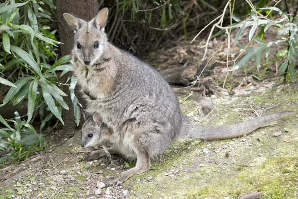 Tammar Wallaby Está Comendo Uma Folha — Fotografia de Stock