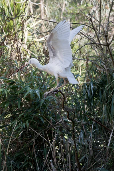 Espátula Amarilla Está Agitando Sus Alas Para Equilibrio — Foto de Stock