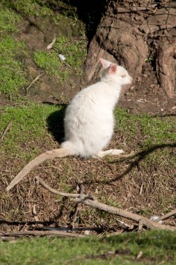 Albino valabinin pembe bir burnu, pembe gözleri ve pembe kulakları vardır.