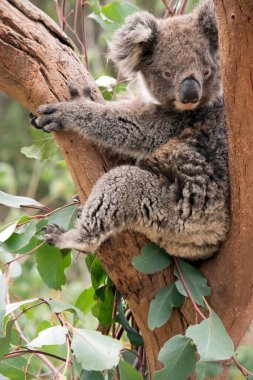 Genç koala gri ve paslı tüylü kulakları var.
