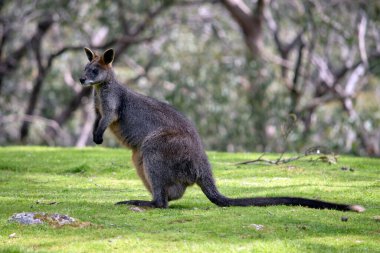 Bataklık valabisi gri ve paslı siyah burunlu, uzun kuyruklu ve beyaz uçlu.