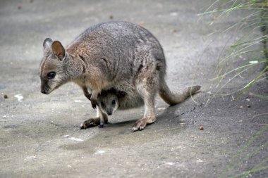 Tammar valabisi çoğunlukla gri ve yüzünde beyaz çizgiler var.
