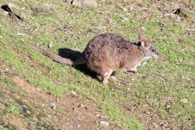 Tammar valabisi kahverengi, gri ve beyaz keseli.