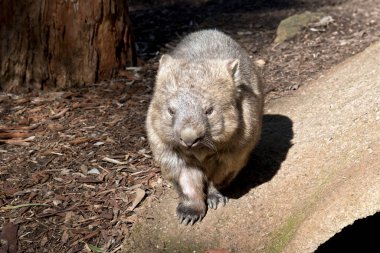 the common wombat is  searching for food clipart