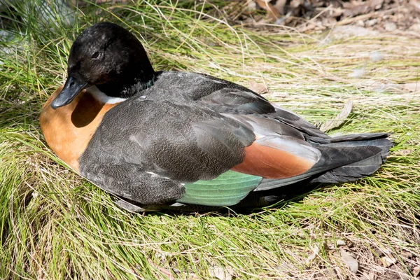 Die Australische Schelente Ist Ein Farbenfroher Wasservogel Mit Schwarzem Kopf — Stockfoto