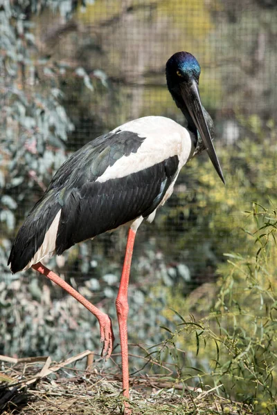 Black Necked Stork Has Long Black Beak Blue Head White — Stock Photo, Image