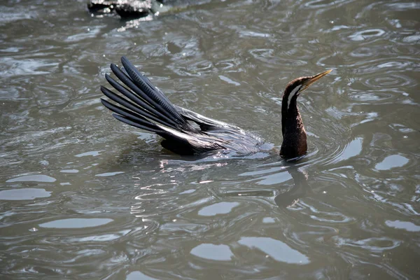 Der Darter Ist Ein Schwarzer Wasservogel Mit Weißen Augen — Stockfoto