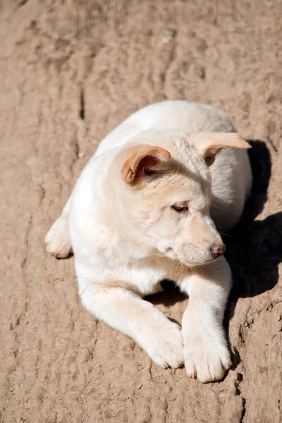 Cucciolo Dingo Bianco Rilassa Sole — Foto Stock