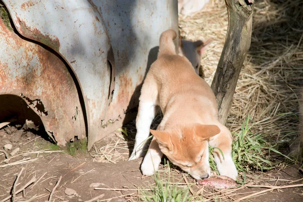 Złoty Szczeniak Dingo Żuje Kość — Zdjęcie stockowe