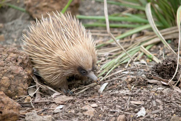 Short Nosed Echidna Covered Cream Quills Potection Has Long Nose — Stock Photo, Image