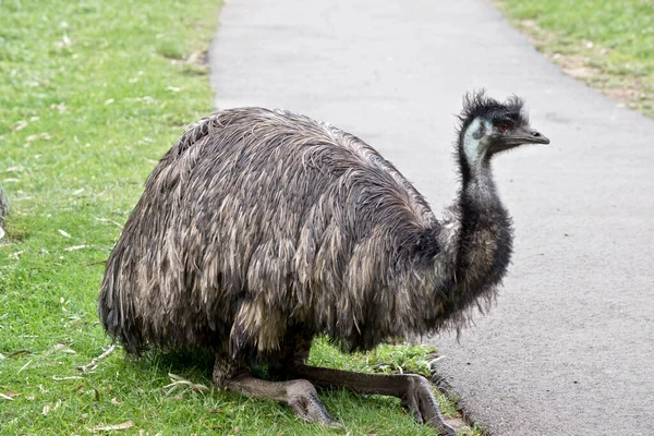 Emu Alto Uccello Senza Volo — Foto Stock