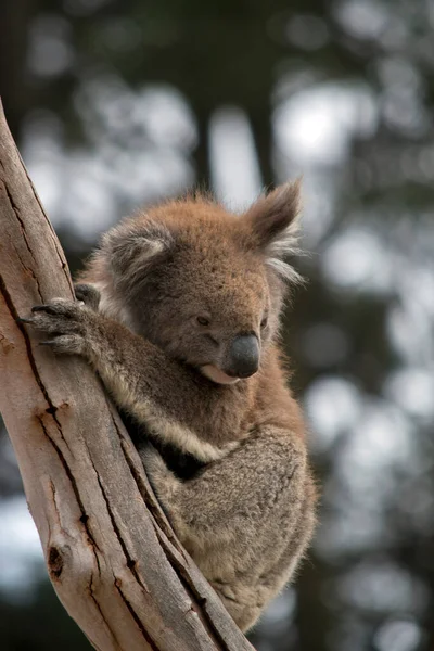 Joey Koala Mois Mère Péri Dans Feu Brousse — Photo
