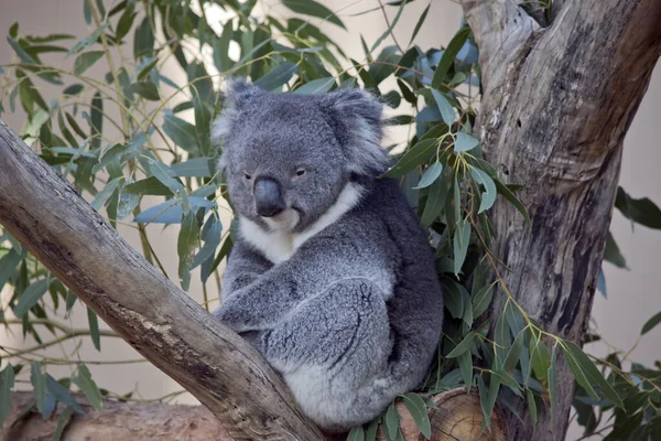 コアラはグレーと白の二面体でふわふわの耳を持ち — ストック写真
