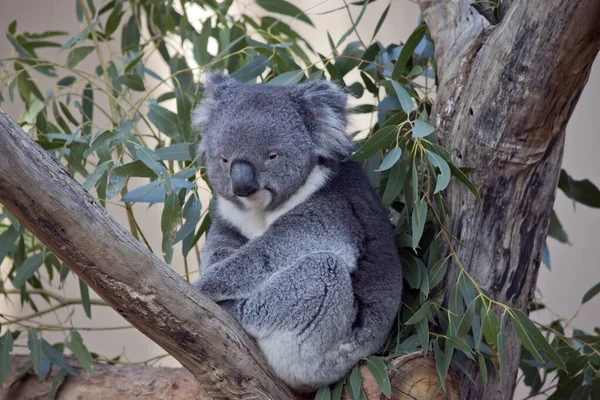 Coala Cinza Branco Marsupial Com Orelhas Fofas — Fotografia de Stock