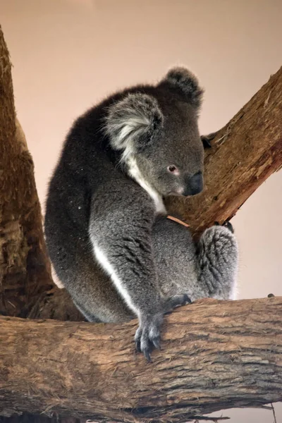 Koala Jest Szaro Biała Puszystymi Uszami — Zdjęcie stockowe