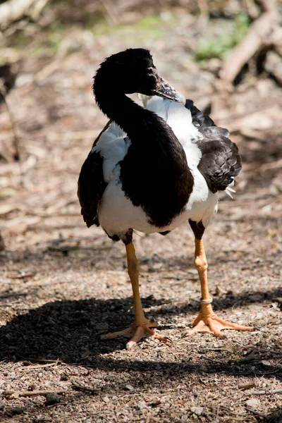 Die Elster Ist Ein Schwarz Weißer Wasservogel — Stockfoto