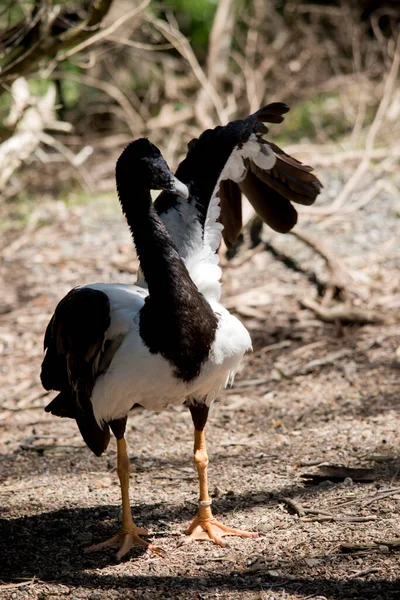 Die Elster Ist Ein Schwarz Weißer Wasservogel — Stockfoto