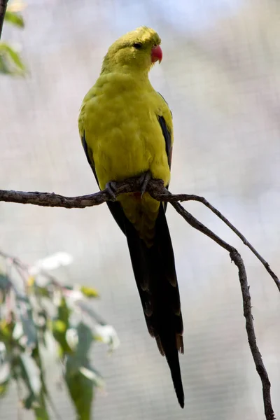 Regent Parrot Perched Bush Branch — Stock Photo, Image