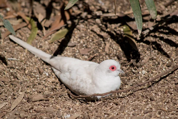 シルバーホワイトの尾のダイヤモンド鳩は白で赤い目の周りが — ストック写真