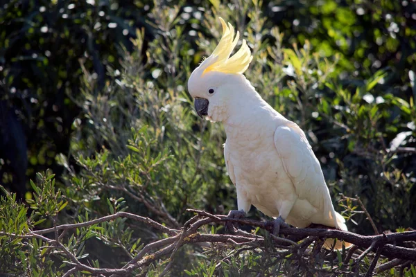 Cacatúa Cresta Azufre Una Cacatúa Blanca Con Pico Negro Una — Foto de Stock