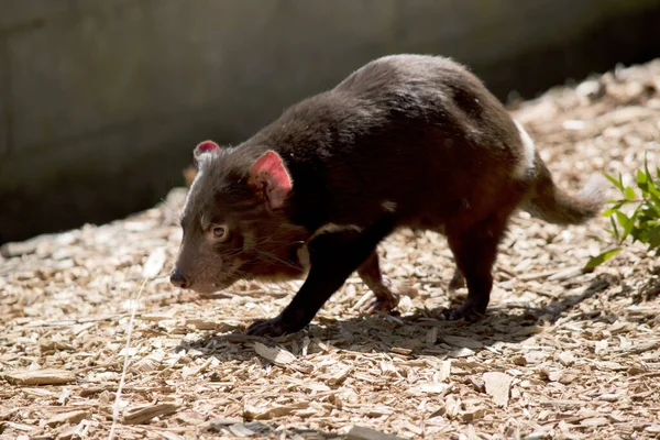 Diabo Tasmânia Maior Marsupial Carnívora Sobrevivente Mundo Tem Corpo Negro — Fotografia de Stock