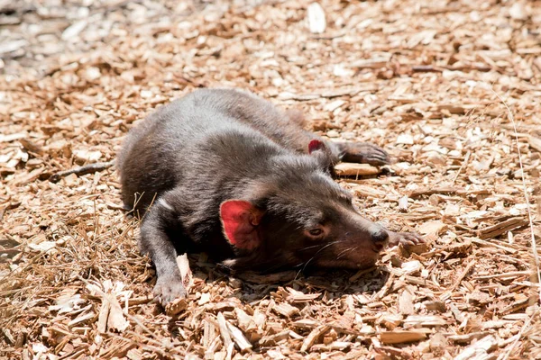 Diablo Tasmania Marsupiall Carnívoro Más Grande Del Mundo Tiene Cuerpo — Foto de Stock