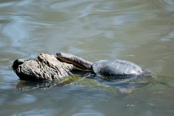 Schildpad Heeft Een Lange Nek Kraaloogje Groene Schelp — Stockfoto