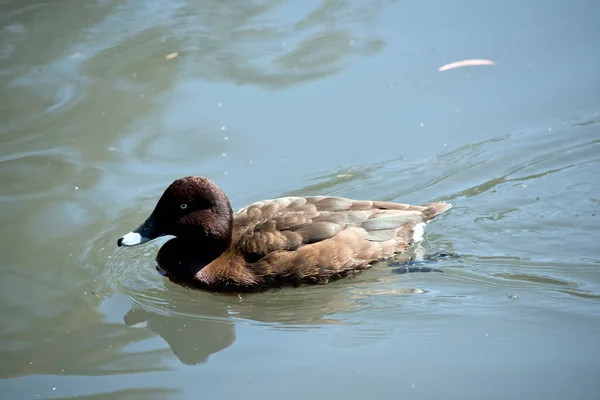 Die Weißäugige Ente Ist Braun Mit Weißen Augen Und Einem — Stockfoto