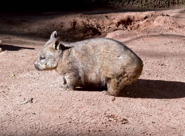 Harige Neusvleermuis Bruin Met Snorharen Deze Heeft Een Roze Neus — Stockfoto