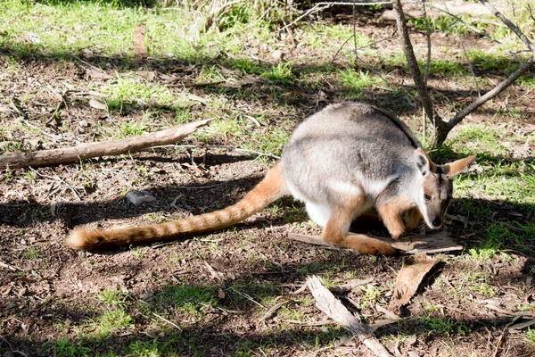 Geelvoetwallaby Grijs Bruin Wit — Stockfoto