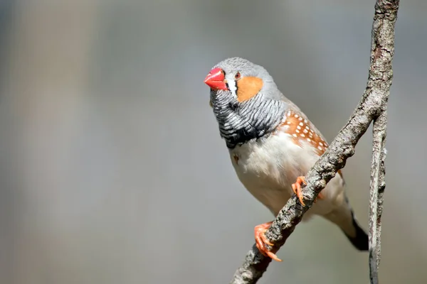 ゼブラフィンチはカラフルな鳥でオレンジ色の頬とビル灰色の頭白い斑点と白い底の茶色 — ストック写真