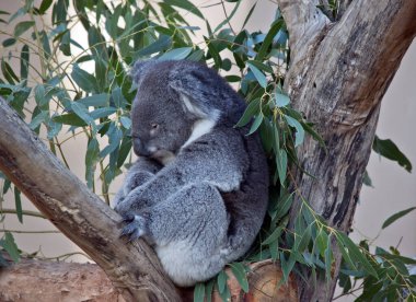 Koala bir ağacın çatalında dinleniyor.