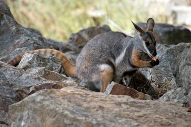 Sarı ayaklı kaya valabisi havuç yiyor.