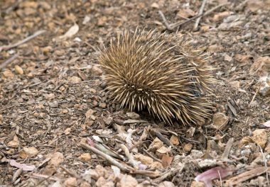 Kısa burunlu ekidne yırtıcılara karşı savunma için sivri uçlu.