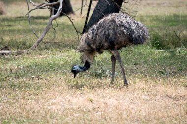 Avustralya devekuşu, vücudunda uzun tüyleri olan uzun, uçamayan bir kuştur. Boynunda ve kafasında siyah tüyler var.